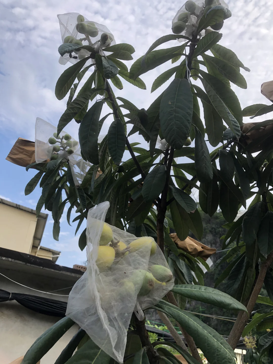 即将开花结果和准备收获的果树?