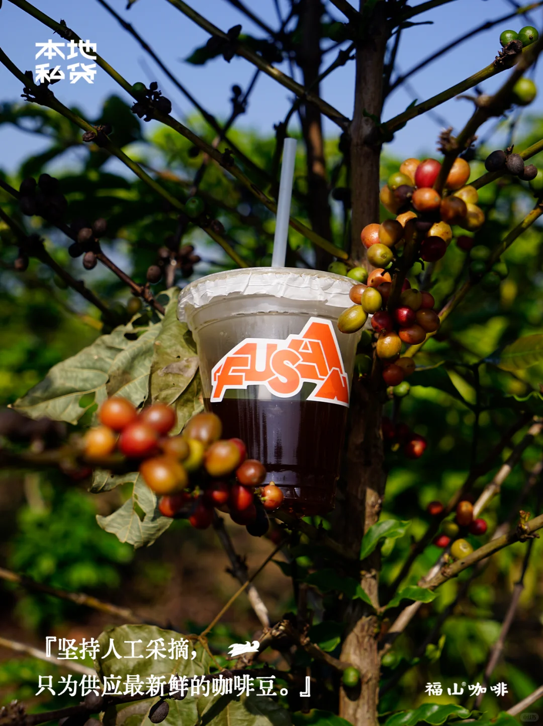 福山咖啡|红土地上的红色果实