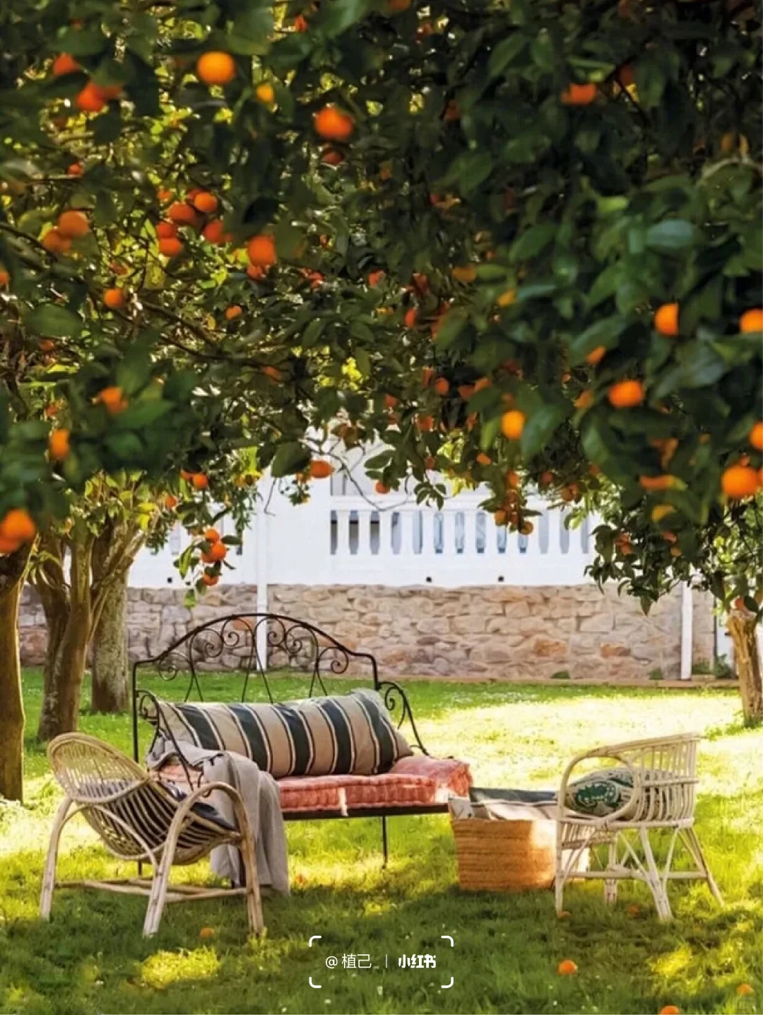 院子里种这6棵果树,好看且寓意好