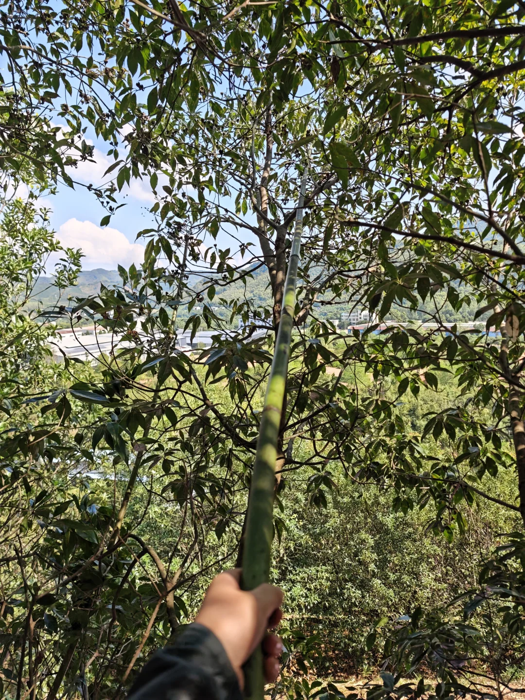 林业人燃尽了，只想吊死在树上