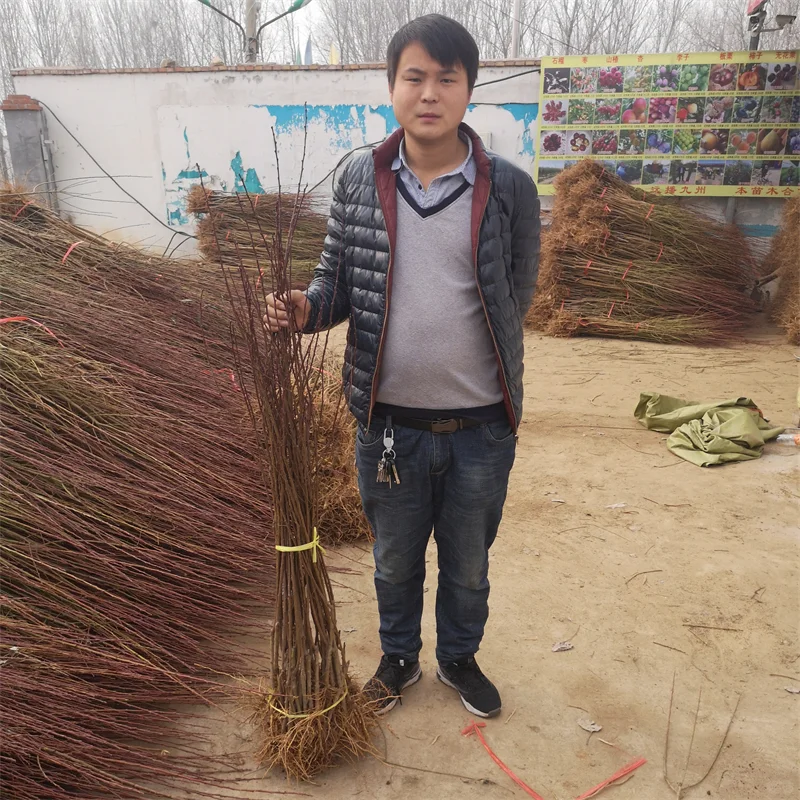 红肉西梅苗,在适宜的土壤中绽放异彩