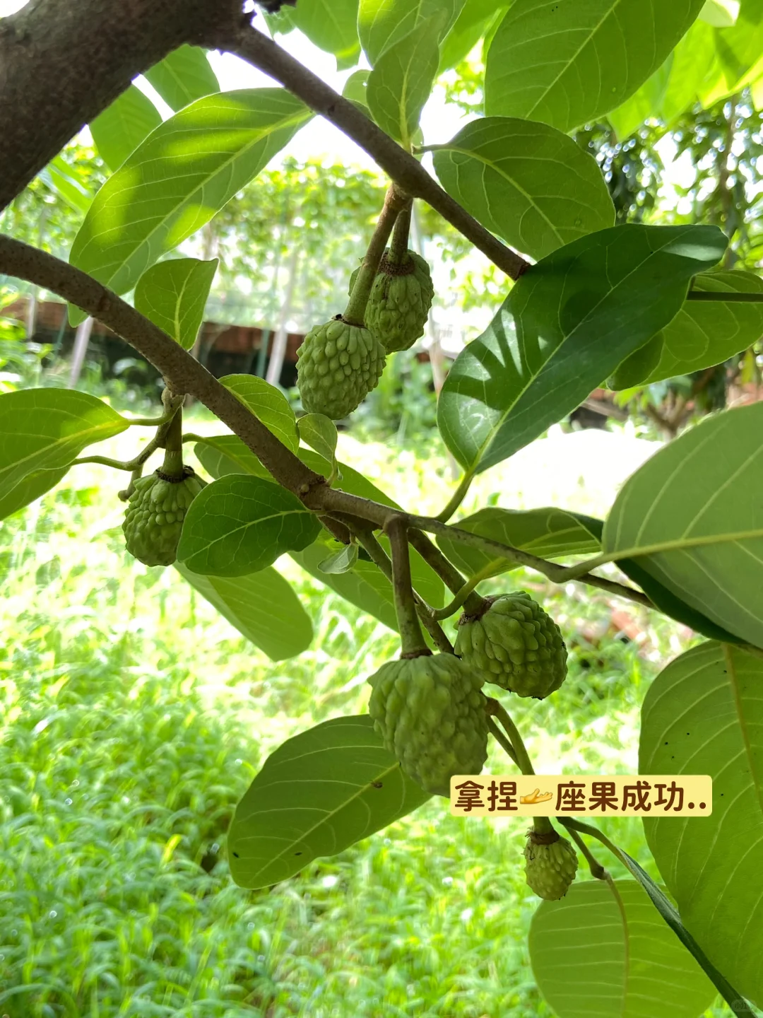 释迦果从幼苗到结果…