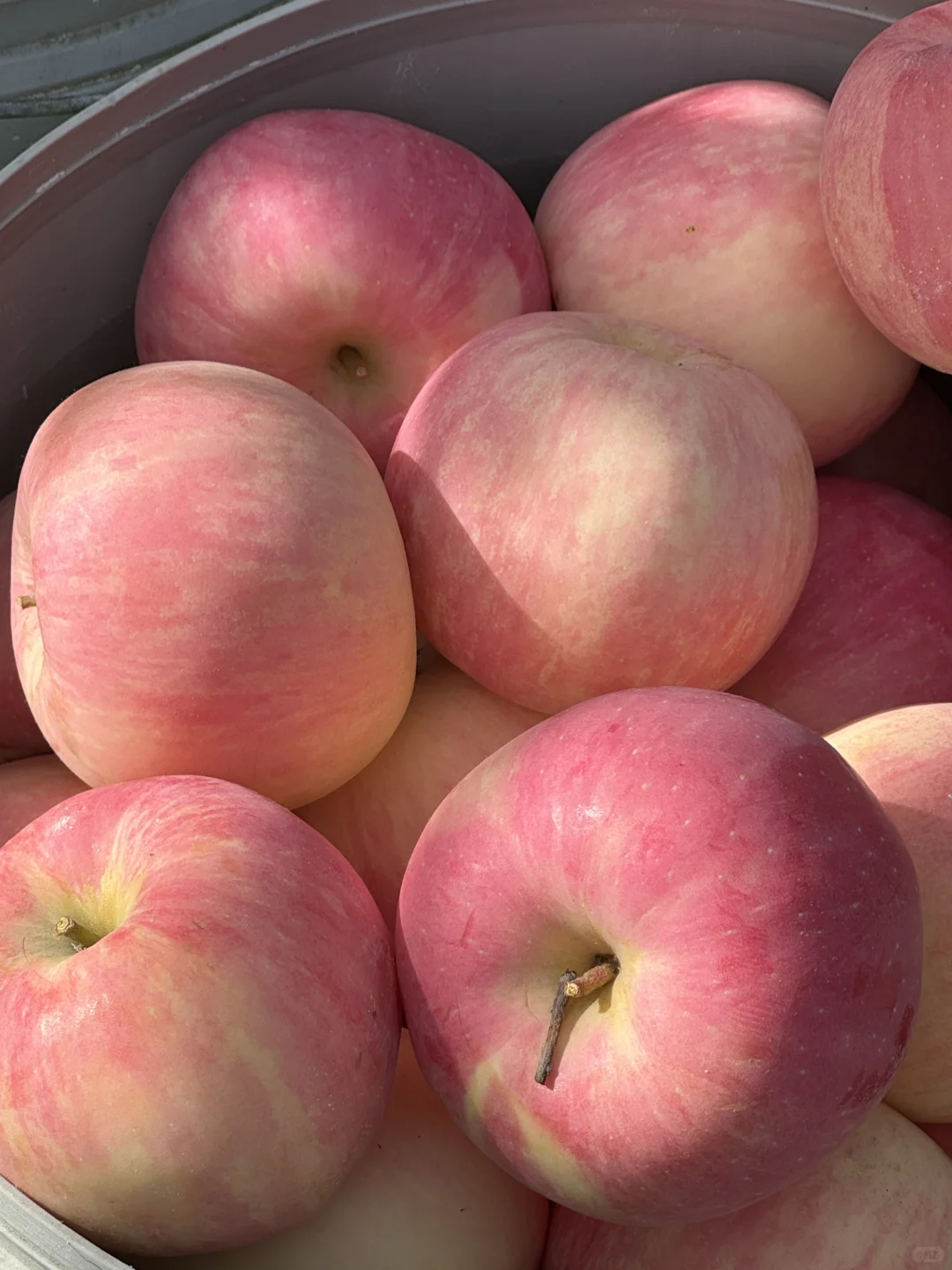 在伊犁的水果都是来报恩的