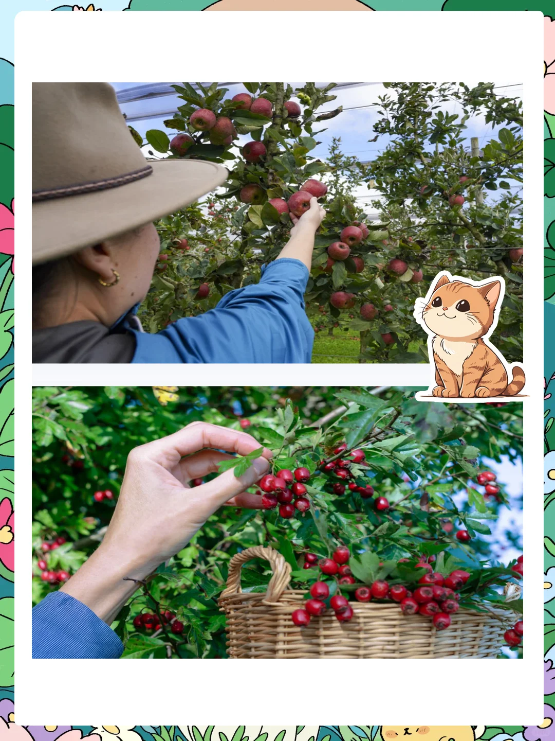 大班社会公开课《大丰收》感受丰收的喜悦