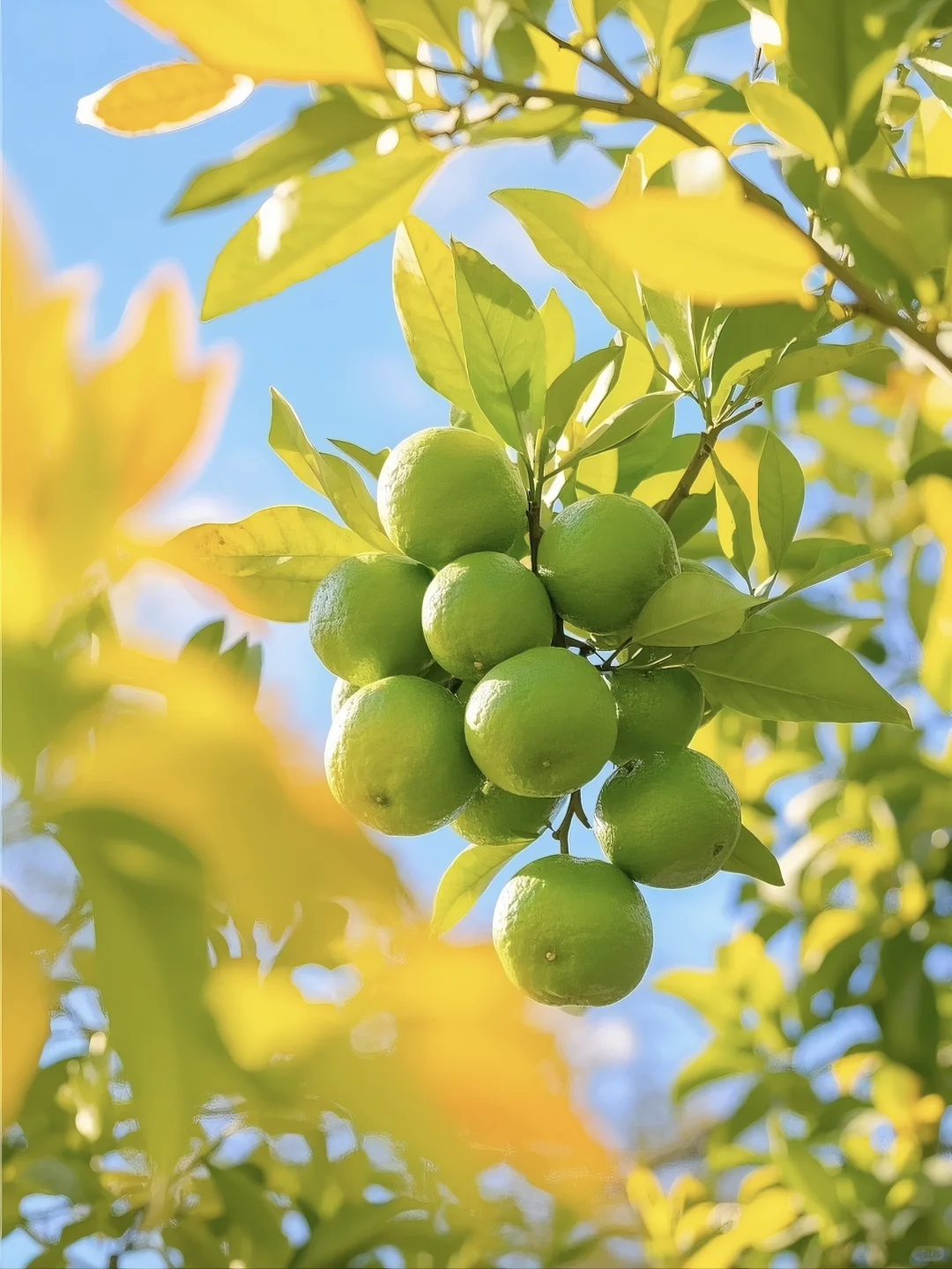 立秋，硕果累累