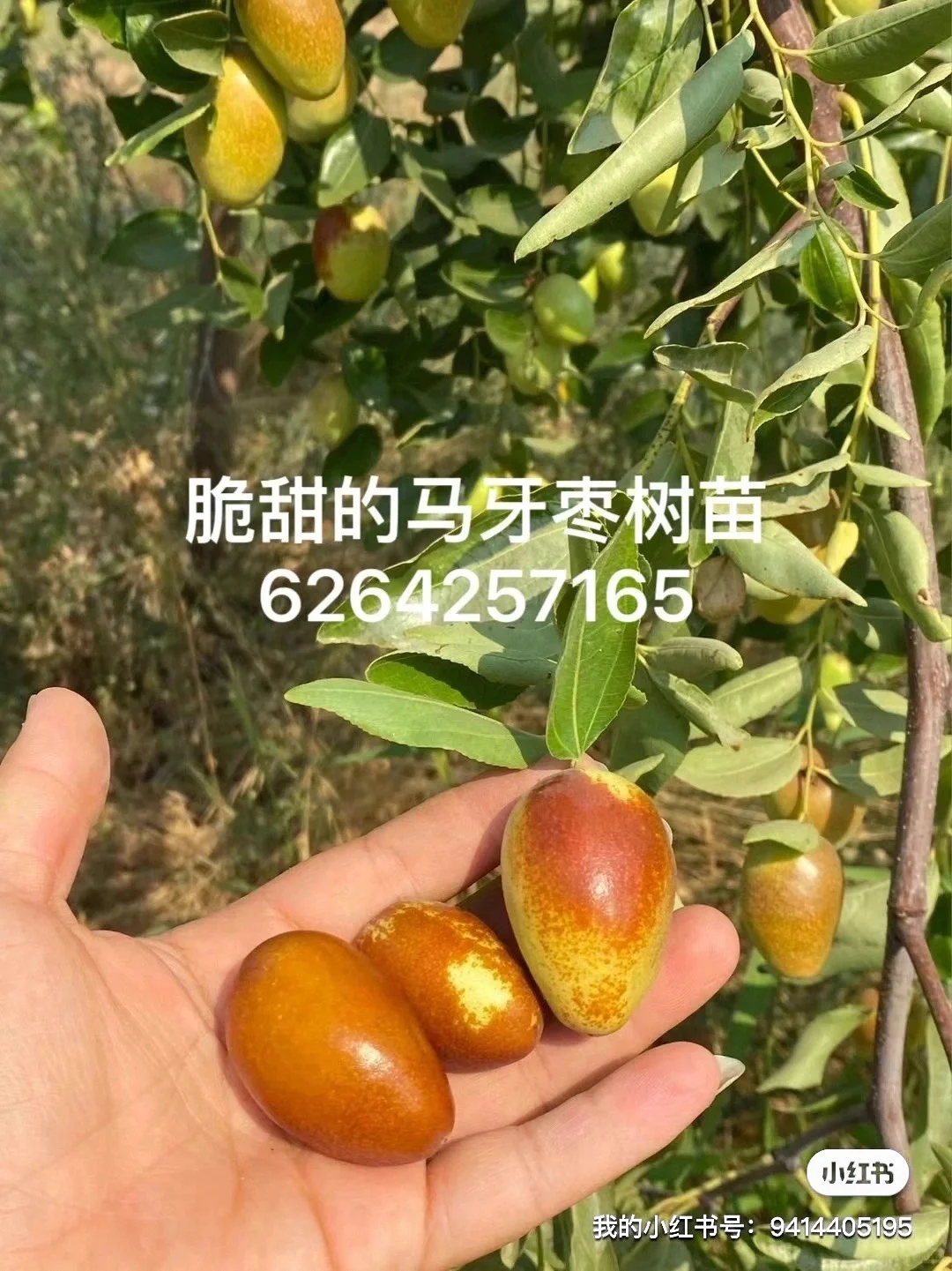 盘点一下我们的各类果树苗