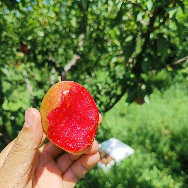 理查德西梅苗经济效益怎么样、经久不衰的西