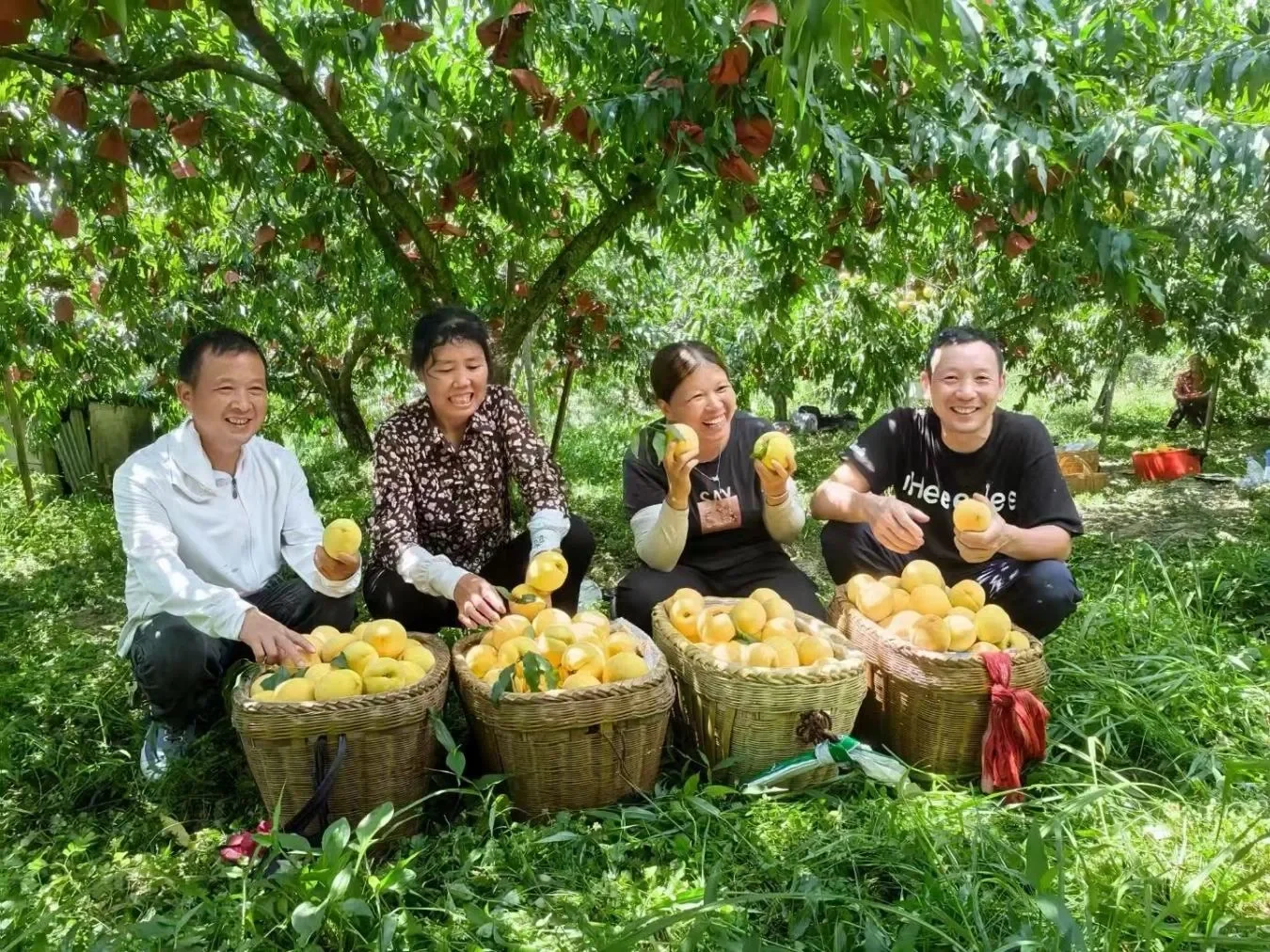 小黄桃撬动“乡村振兴”大产业