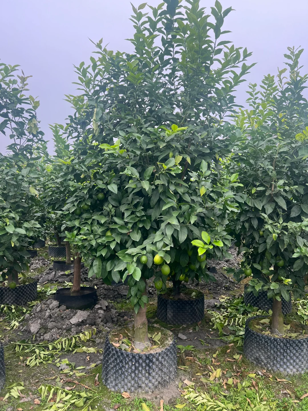 一家在成都只做精品果树的苗圃基地