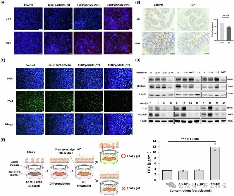 微塑料+转录组，揭示纳米塑料危害肠道健康新