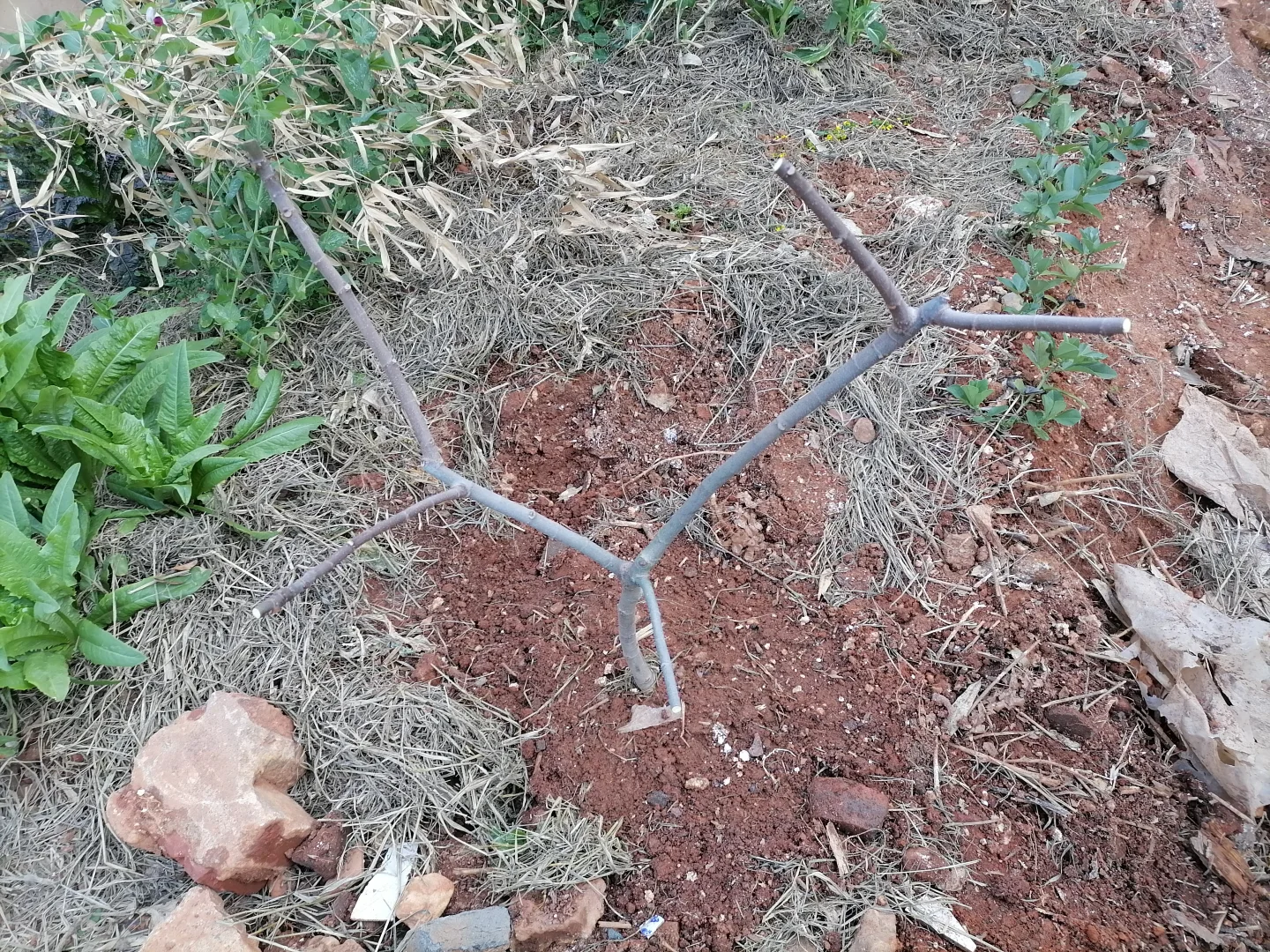 愿2025硕果累累，无花果自由