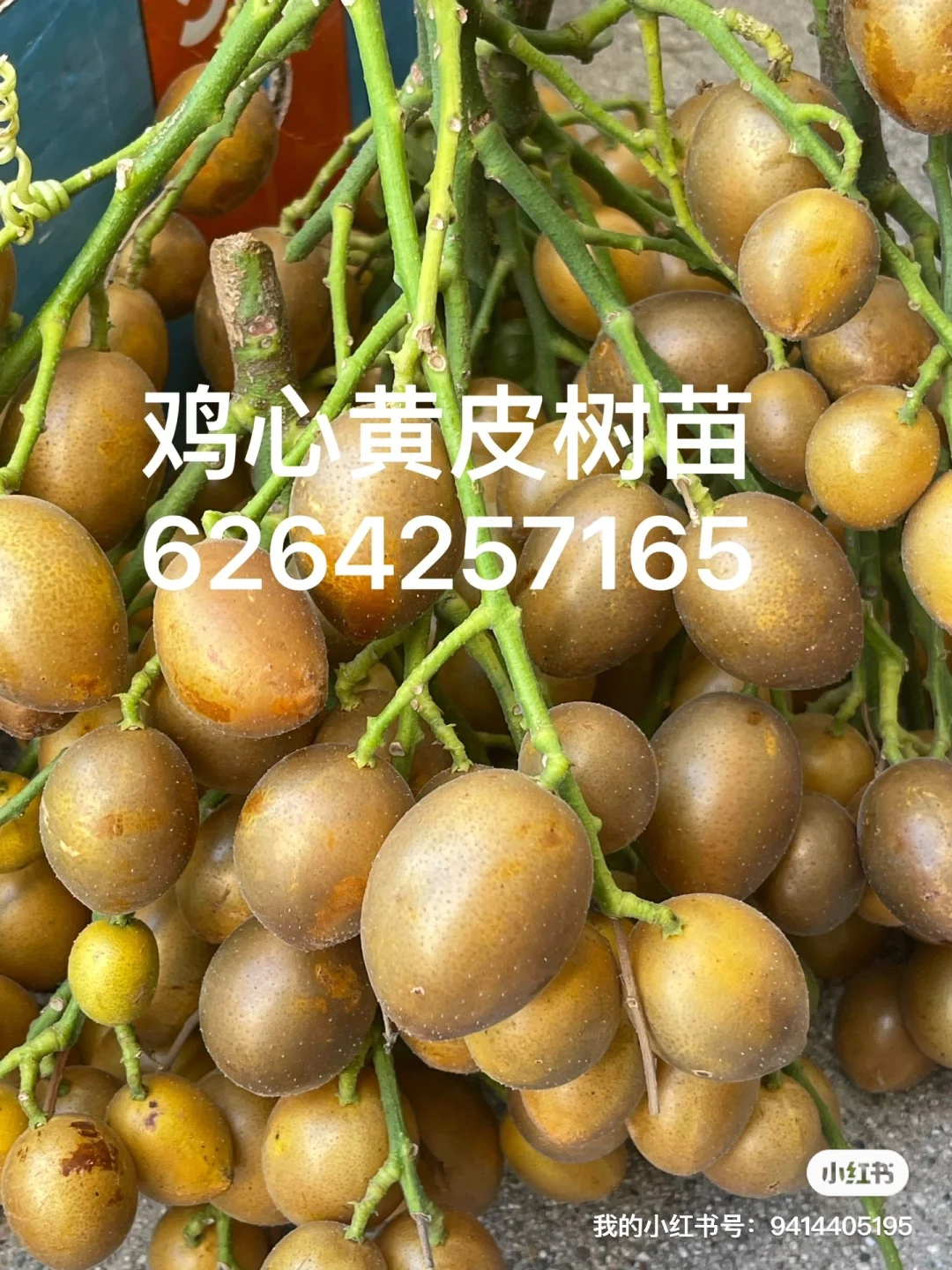 盘点一下我们的各类果树苗