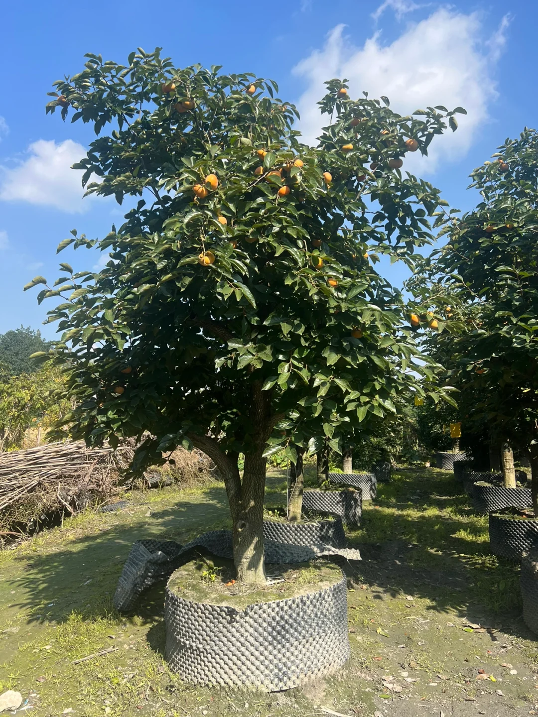 一家在成都只做精品果树的苗圃基地
