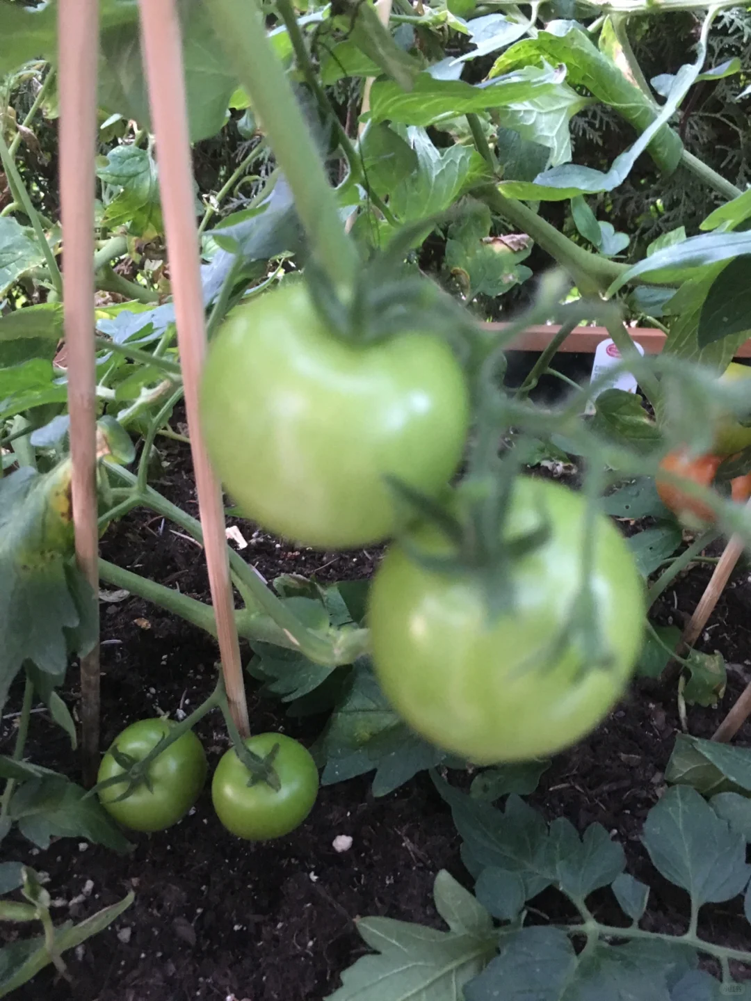 花园里的水果和蔬菜