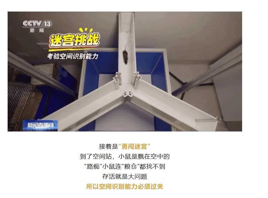 带“C57小鼠”上太空!神舟二十一号!