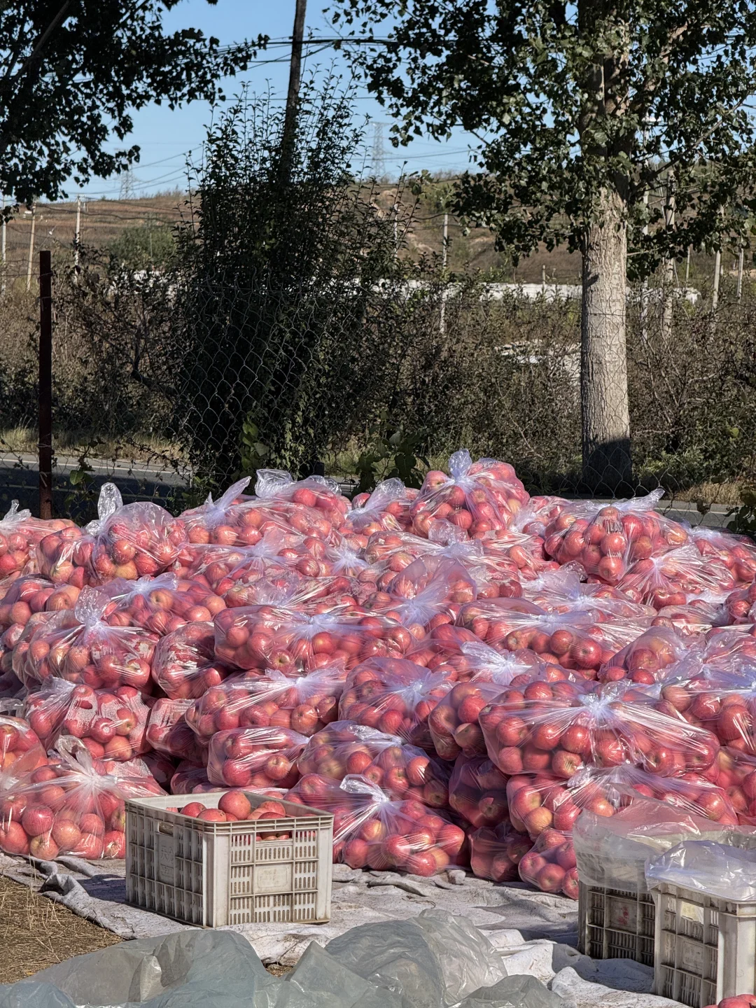 想吃烟台苹果?的，带给你们一点点震撼?