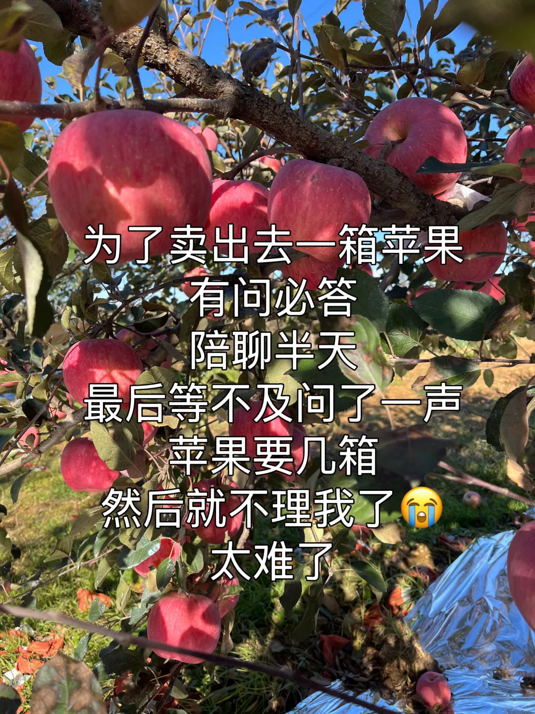 今天的快乐都是苹果给的