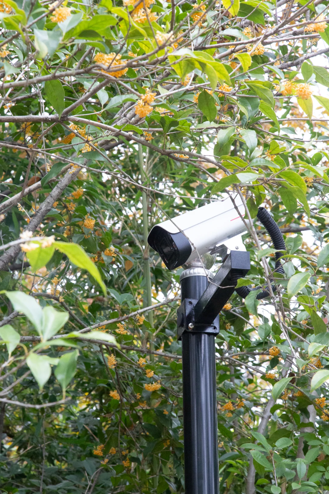 华为全屋智能yyds！别墅住出科技大片既视感