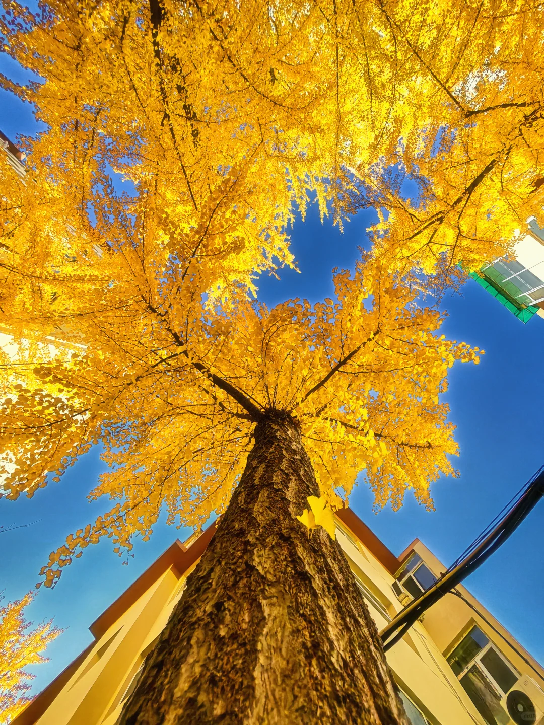 11.4太原老军营银杏?实拍❗（附攻略）