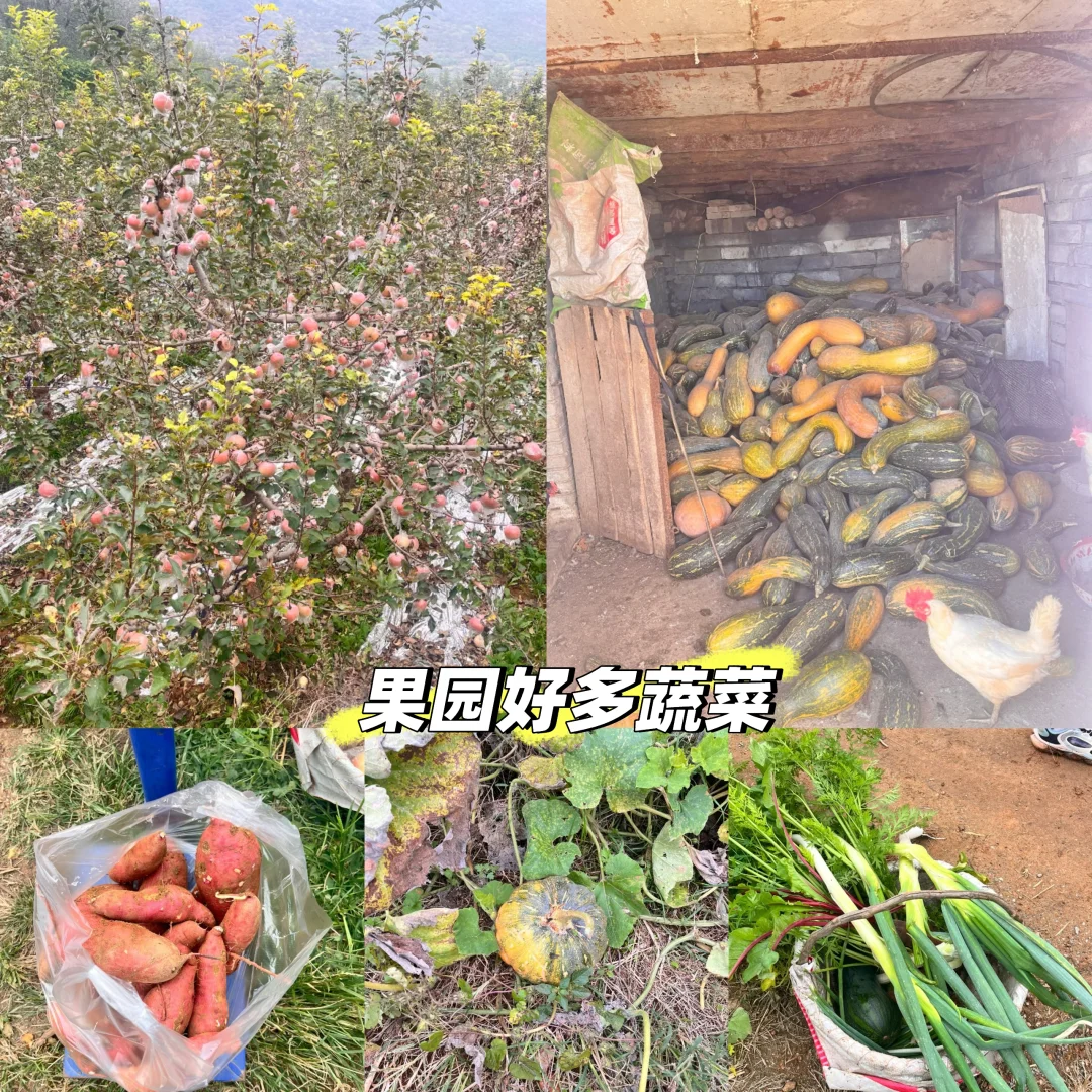 石家庄周末|山里|吸氧|采摘|遛娃