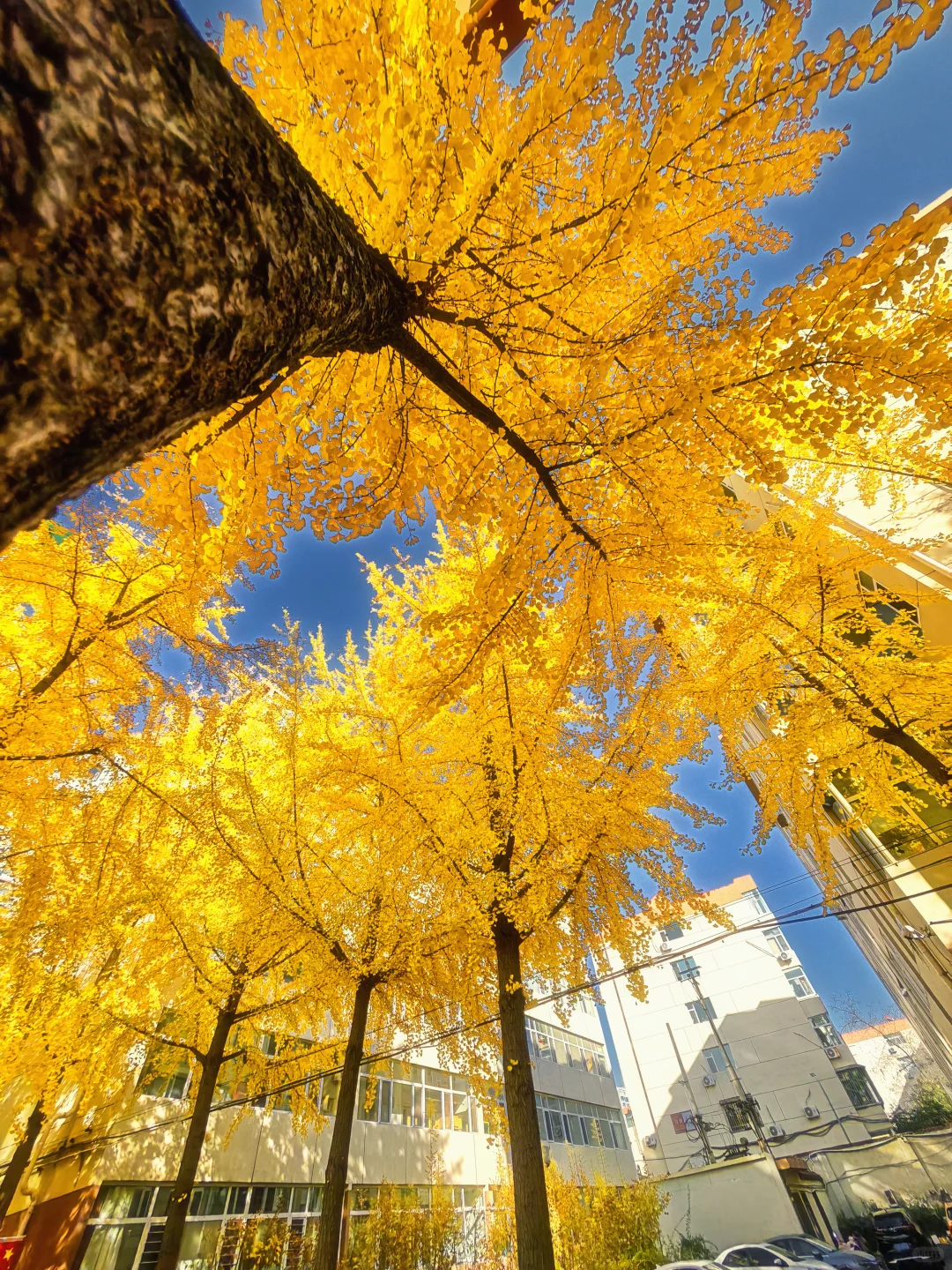 11.4太原老军营银杏?实拍❗（附攻略）