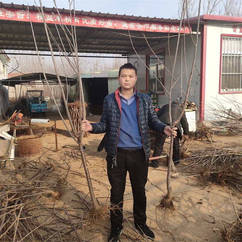 火箭果苹果苗:果实硕大,快速成熟