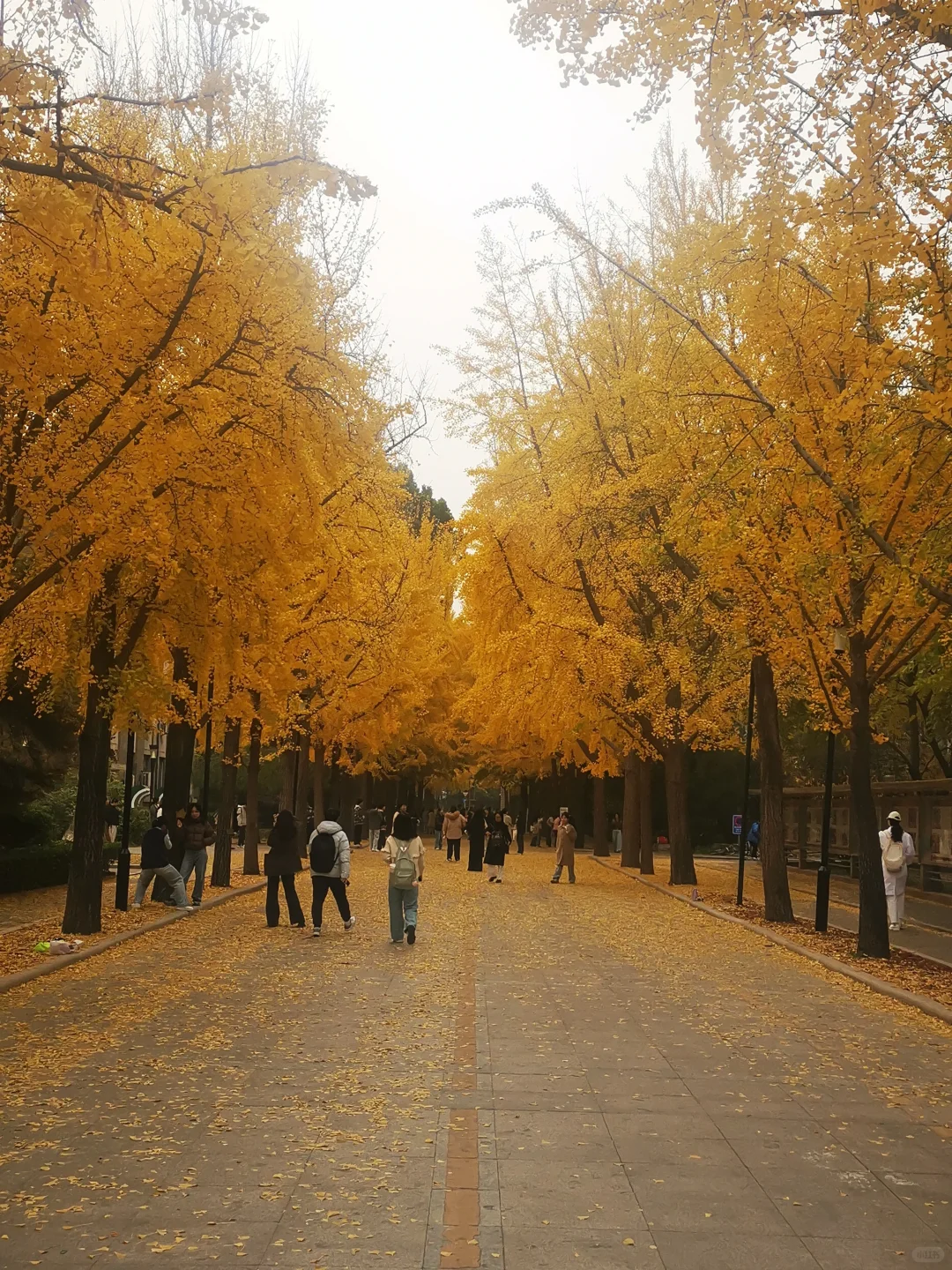 20251105「北京林业大学银杏大道」