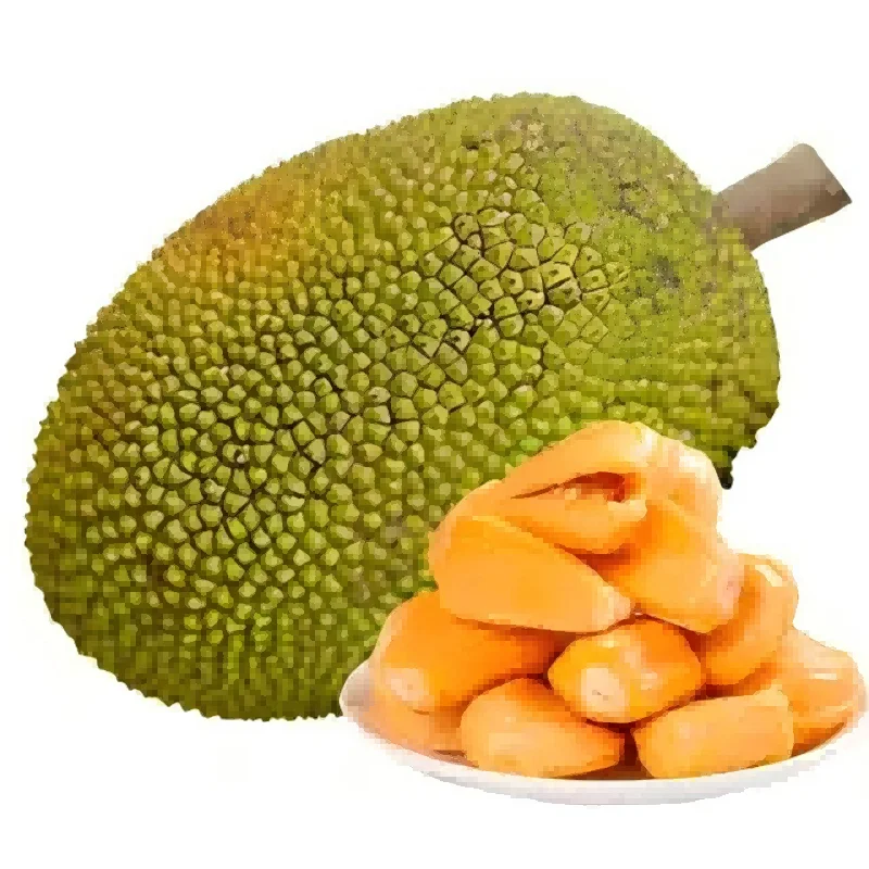 菠萝蜜树苗，热带水果皇后