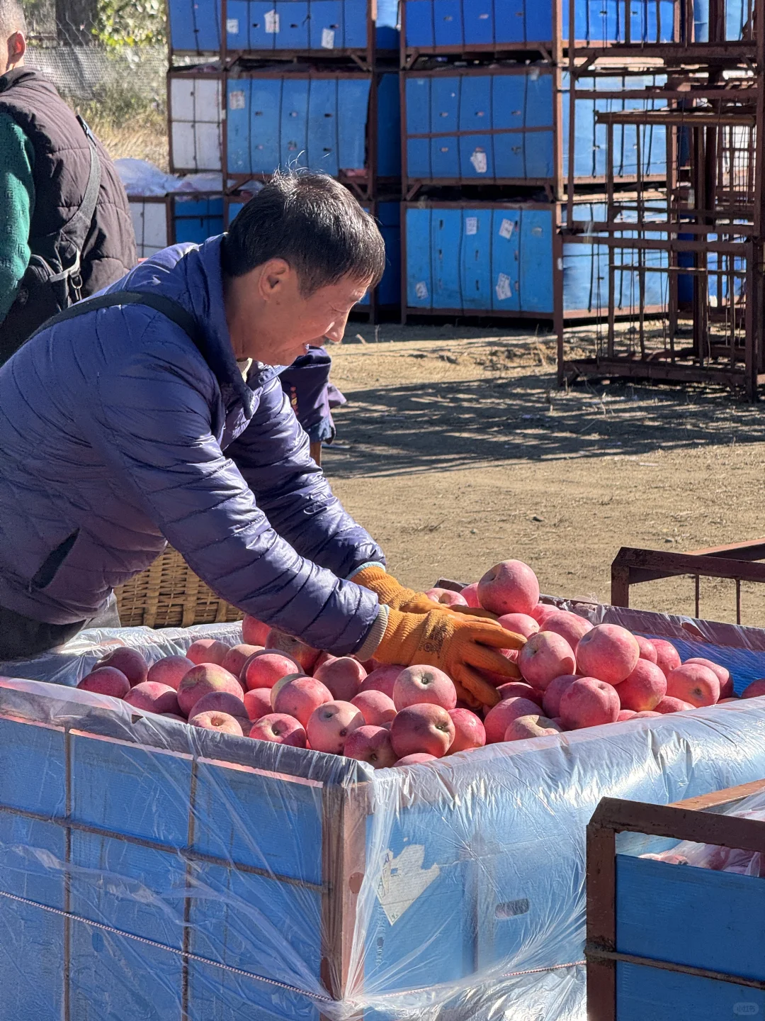 想吃烟台苹果?的，带给你们一点点震撼?