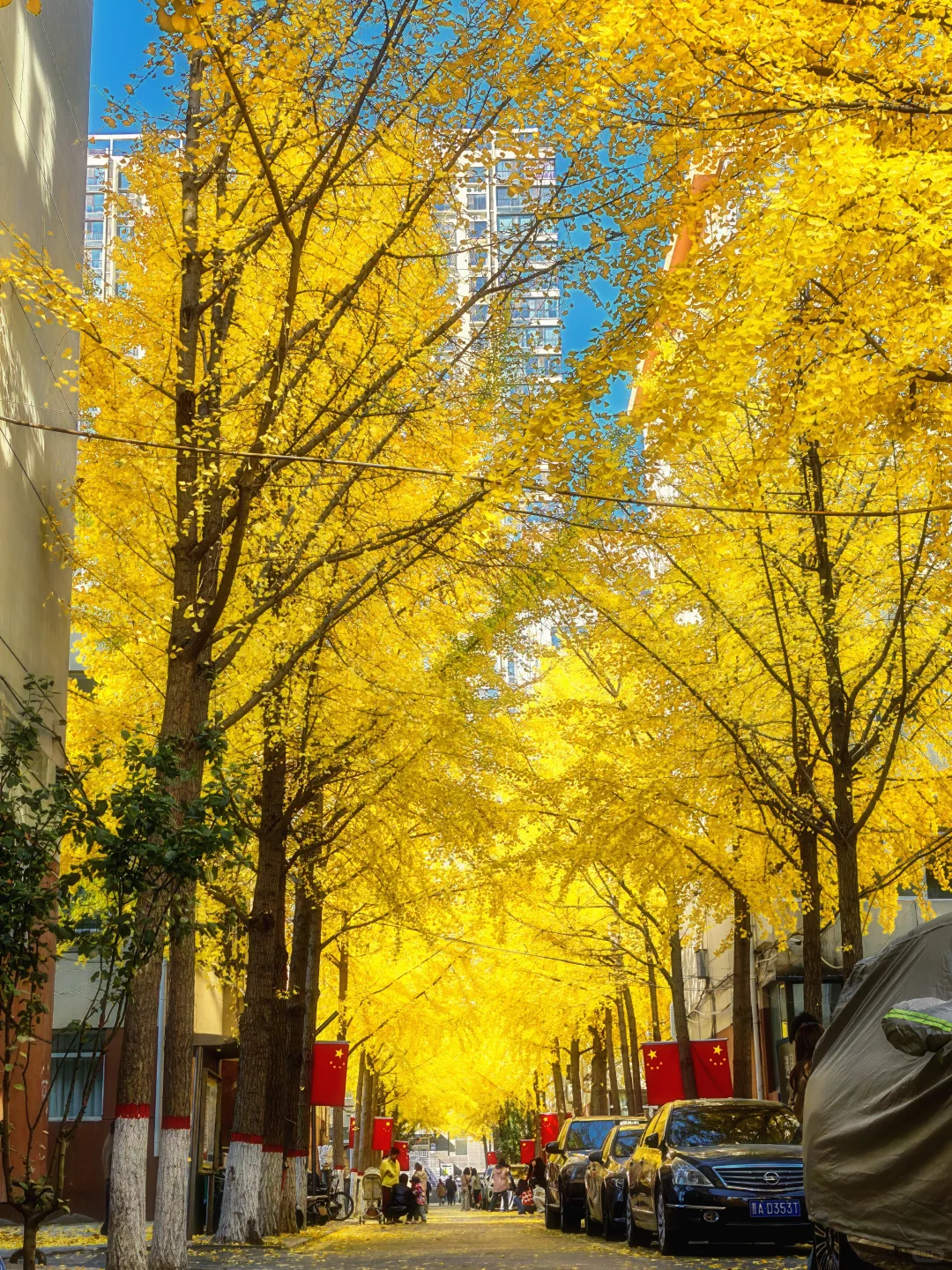 11.4太原老军营银杏?实拍❗（附攻略）