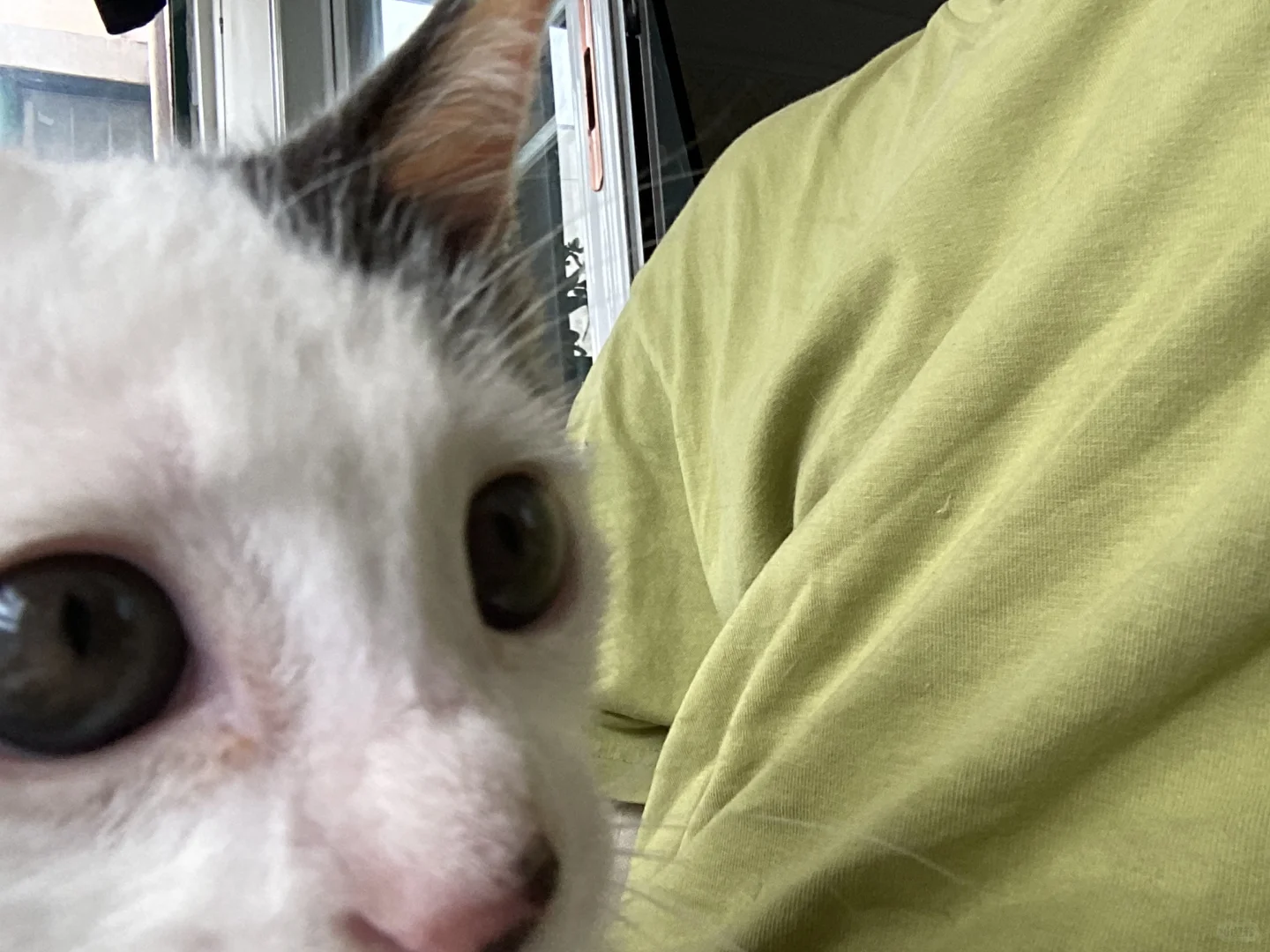 和小咪一起上岸了?