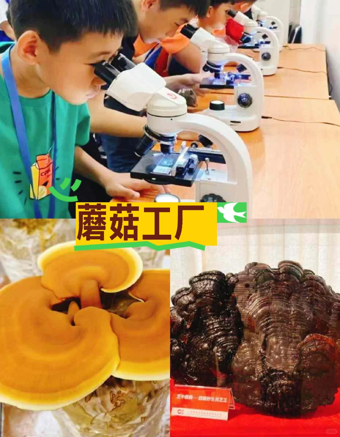 广州遛娃‖11月必去的11个工厂/附保姆级攻