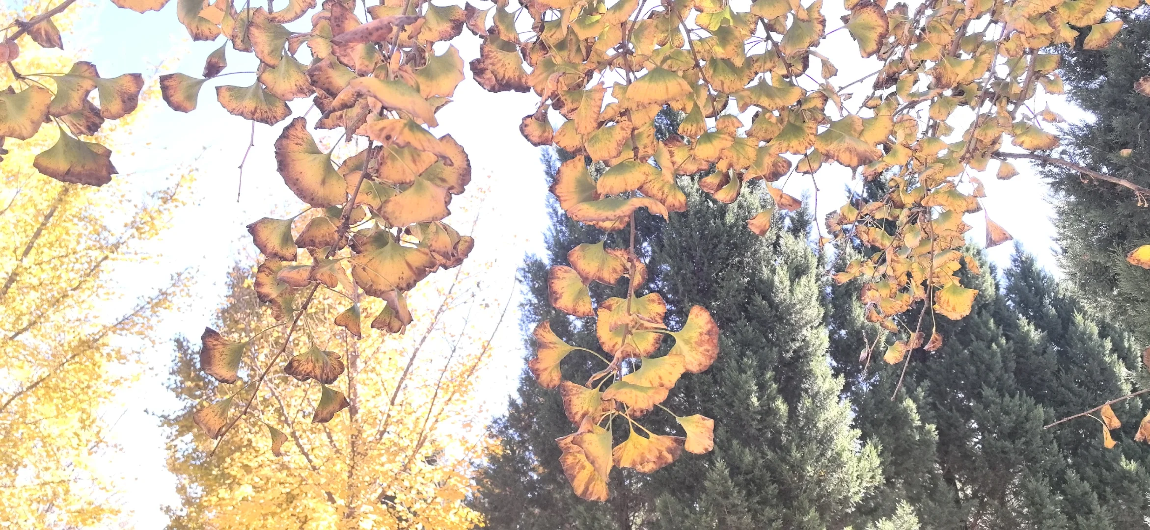 海淀集体生态林，银杏叶进入最佳观赏期