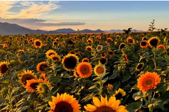 Tucson 图森 走咱们去摘南瓜了!