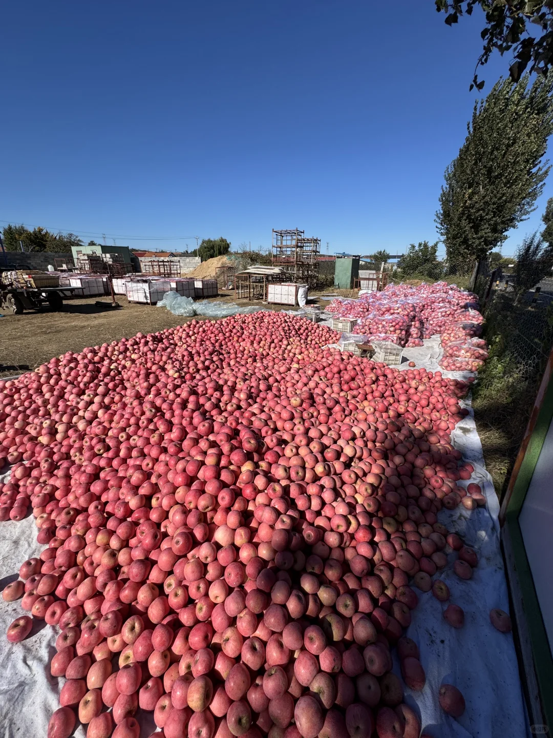 想吃烟台苹果?的，带给你们一点点震撼?