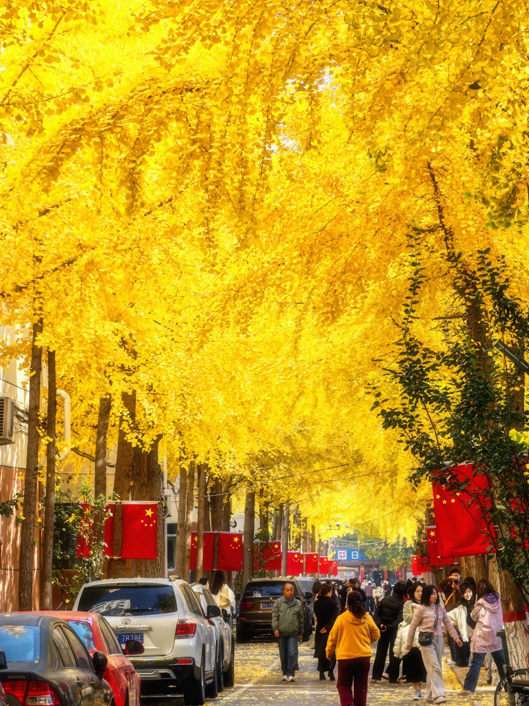 11.4太原老军营银杏?实拍❗（附攻略）