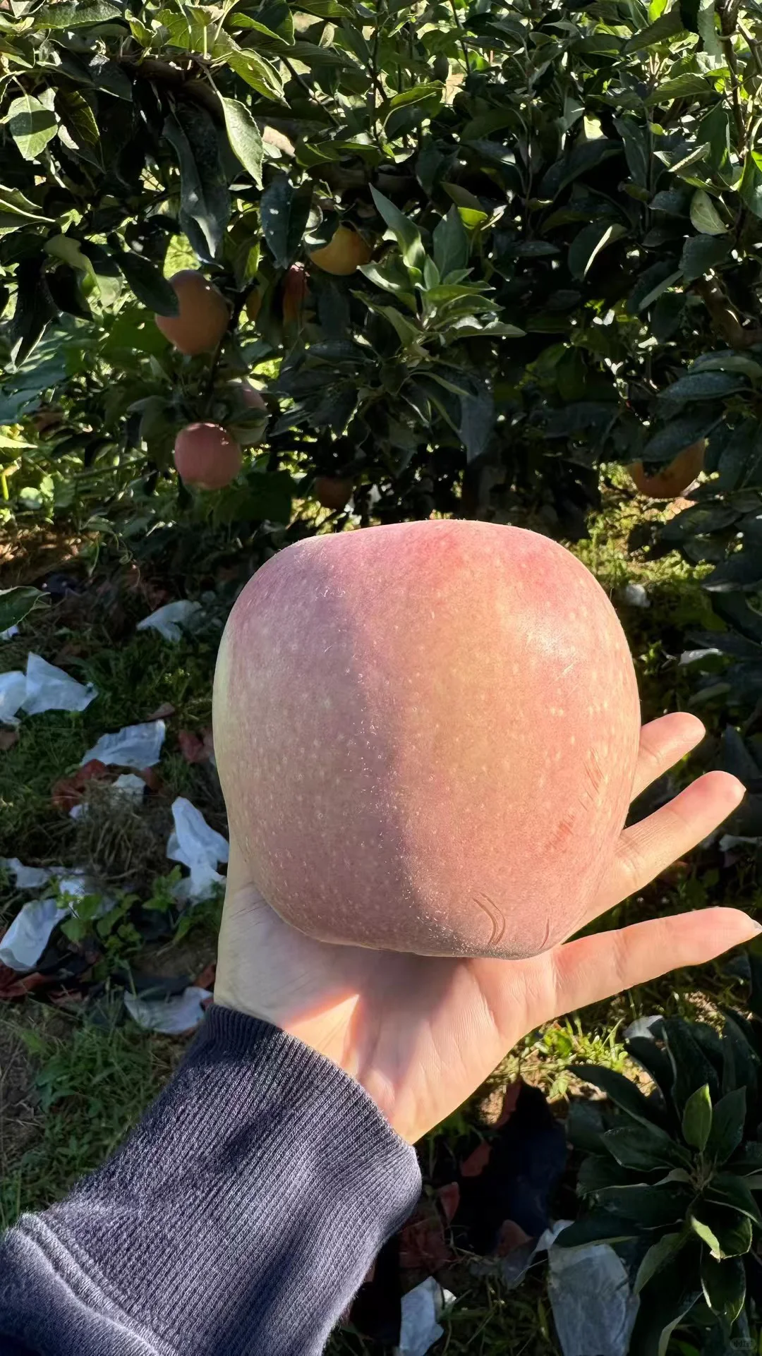 今日果园现摘～?