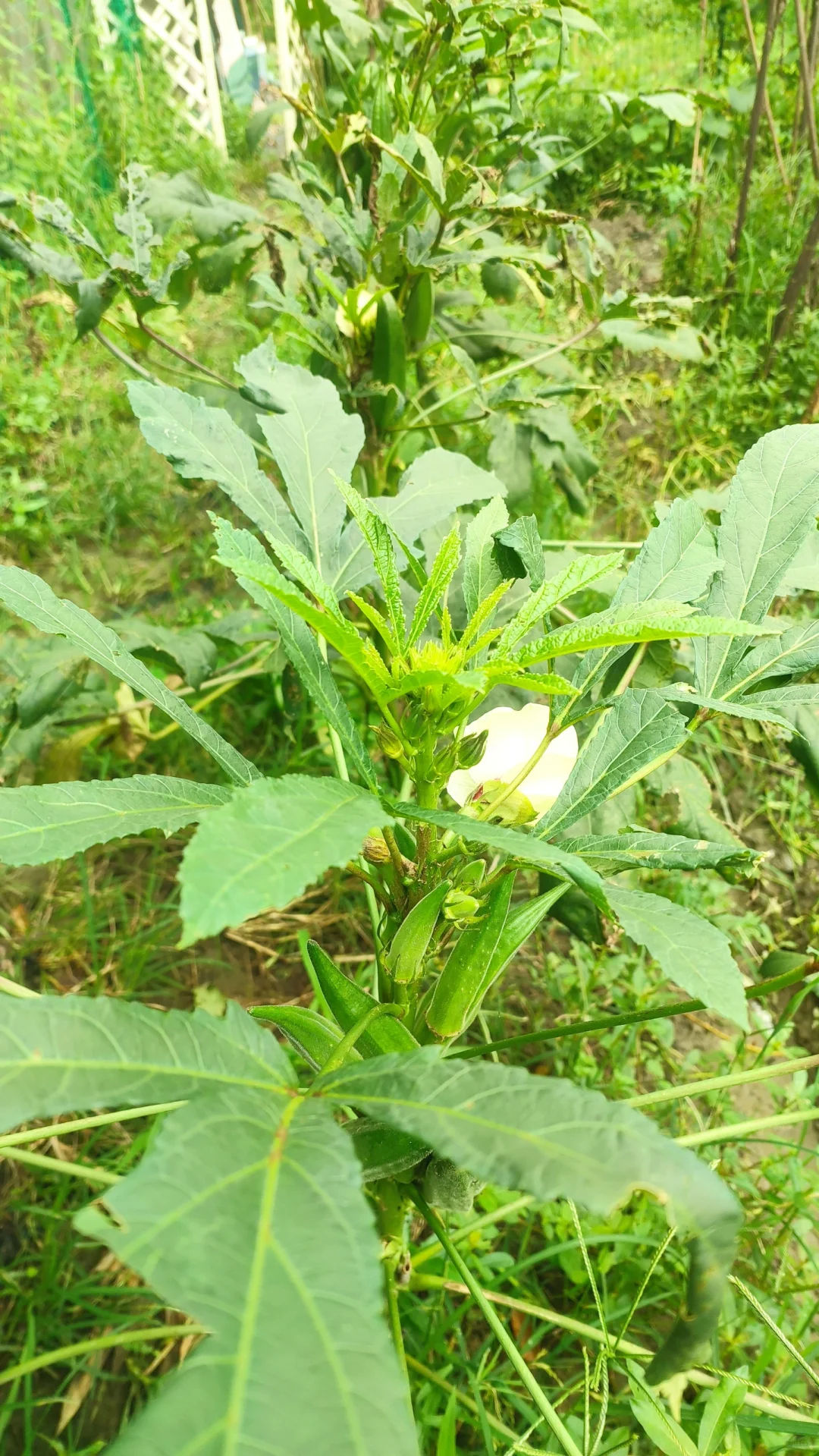 别说想回村了，你认识这里几种农作物？
