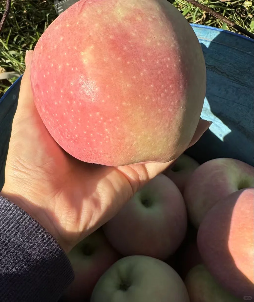 今日果园现摘～?