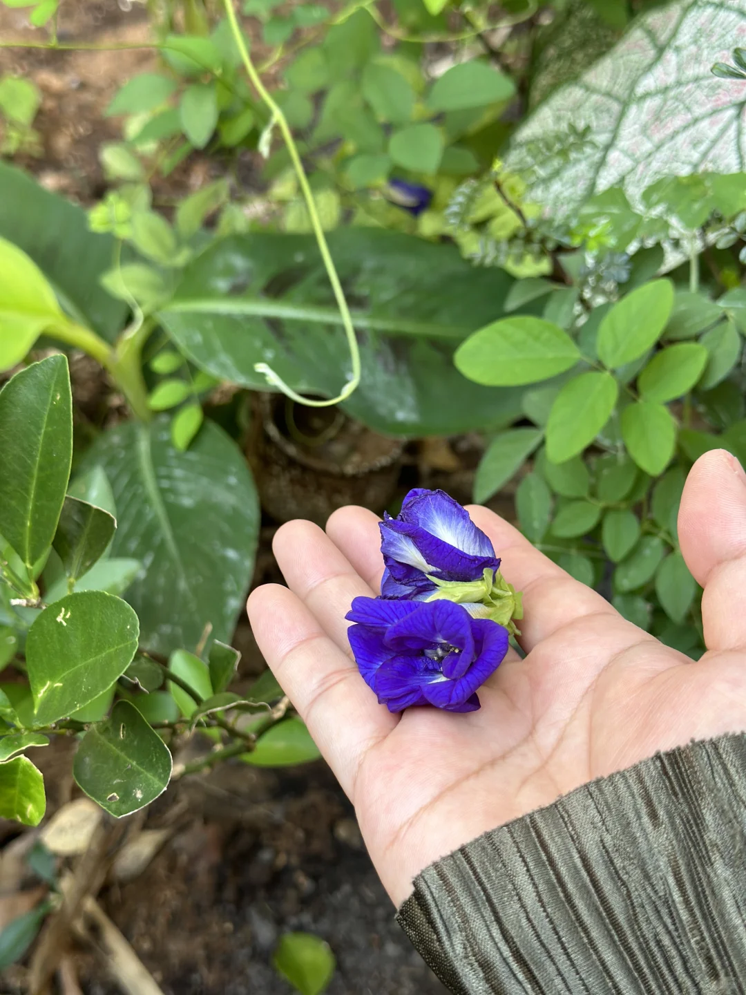 有花园的意义就在此刻了吧～丰收季节