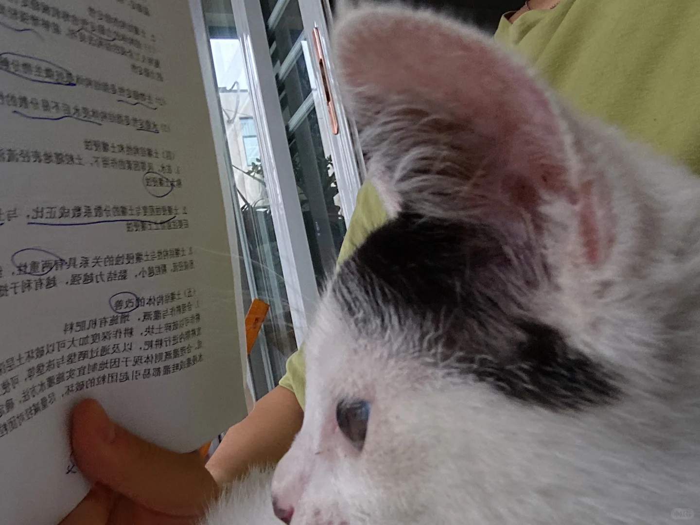 和小咪一起上岸了?