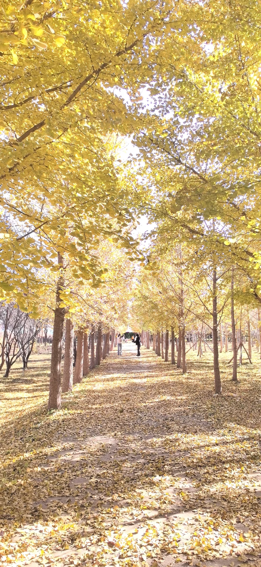 海淀集体生态林，银杏叶进入最佳观赏期