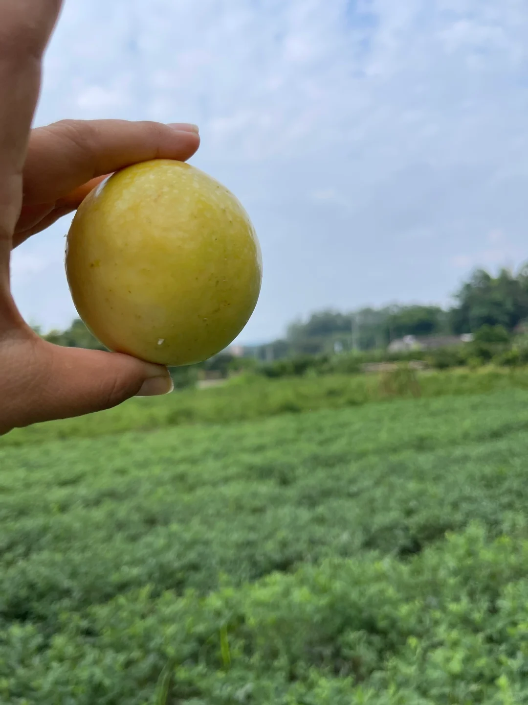 你的家乡有这种水果吗