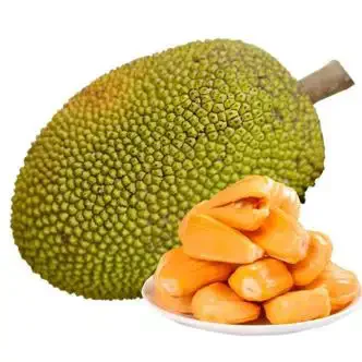 菠萝蜜树苗，热带水果皇后