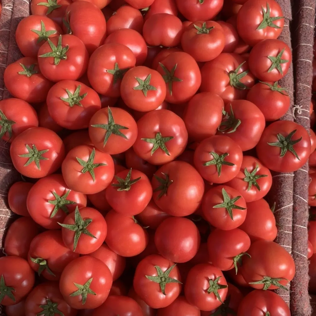 从南美深山到全球餐桌:番茄与圣女果的“