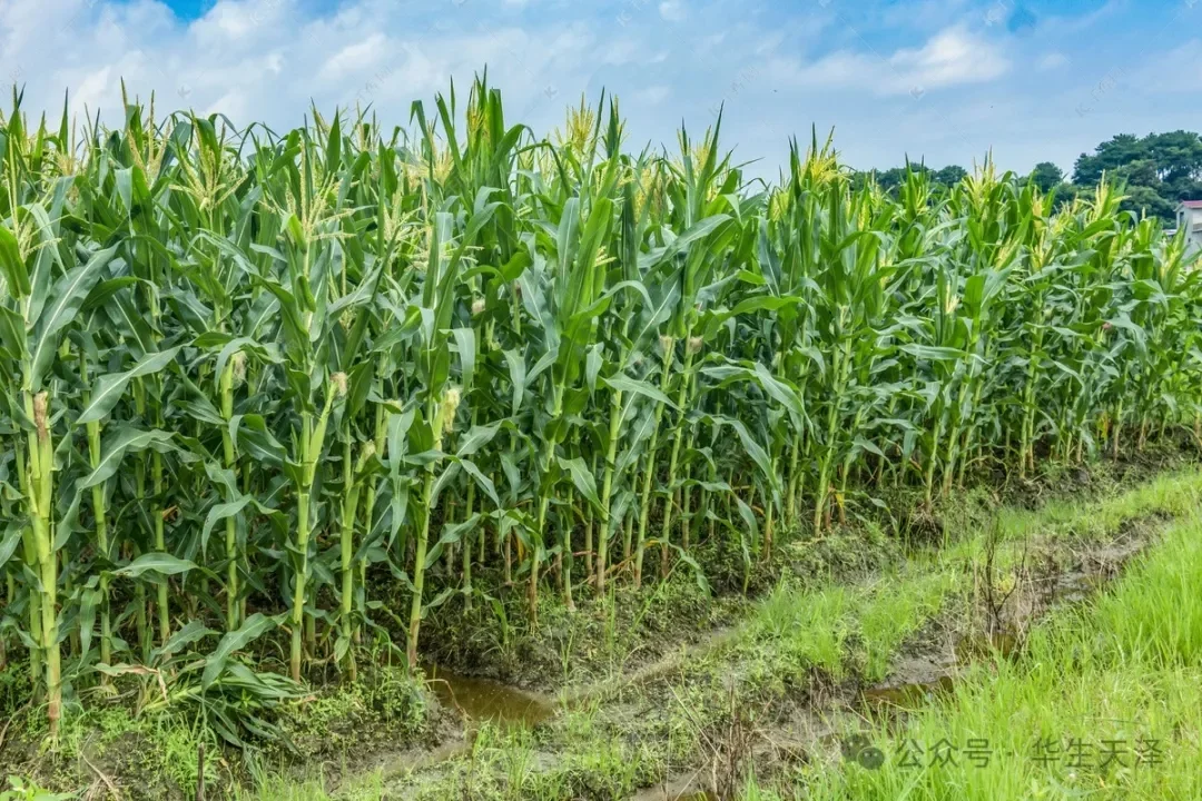 农业种植园，果树、蔬菜水果采摘园新鲜蔬果