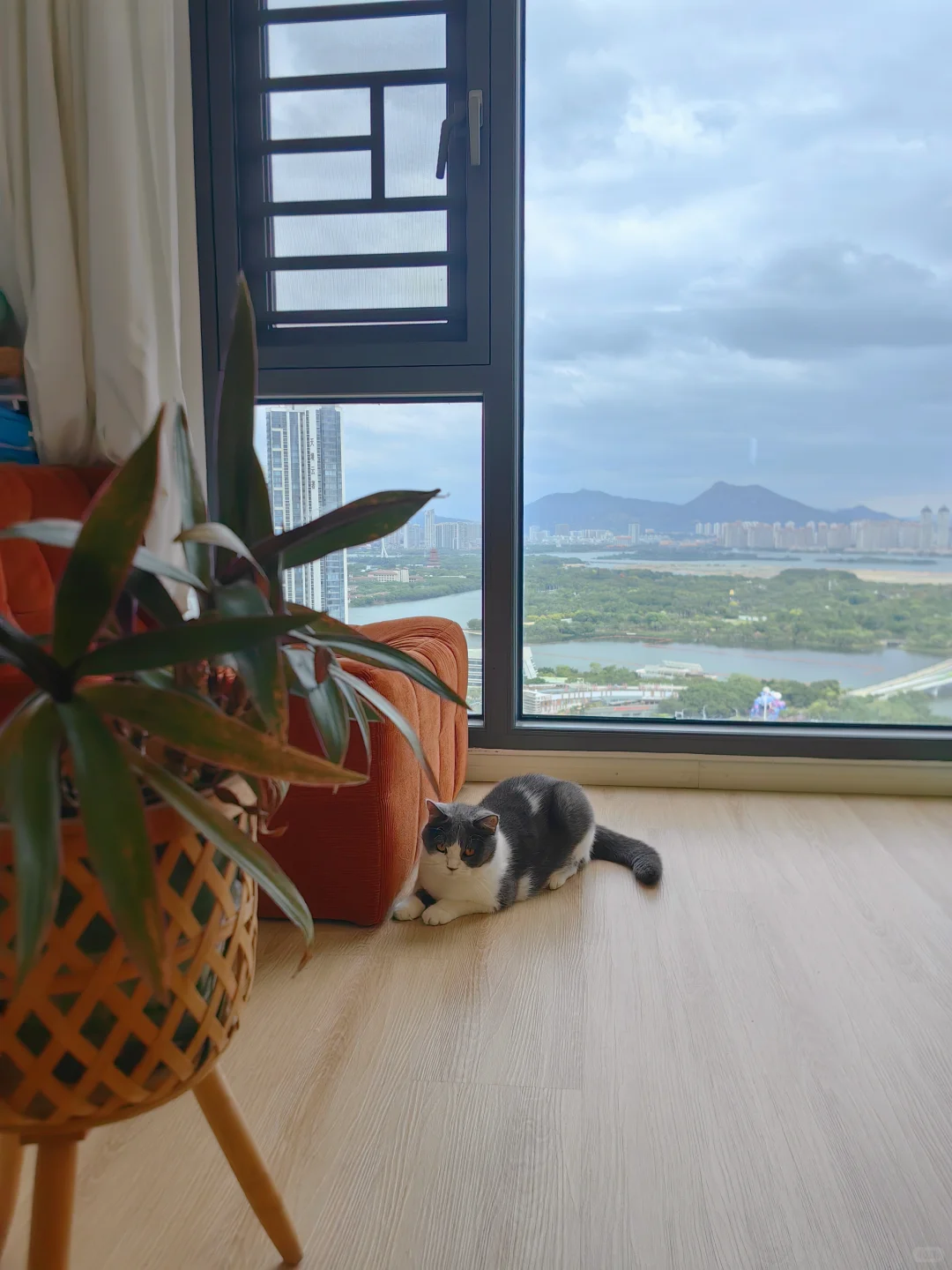 舍弃电视柜，3.95米开间的客厅改成了图书馆