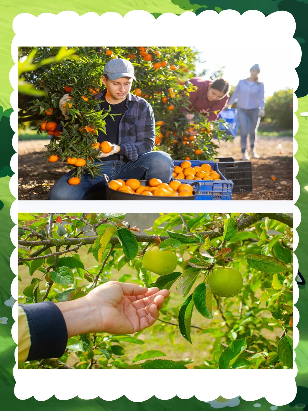 幼儿园大班社会优质公开课《大丰收》秋收