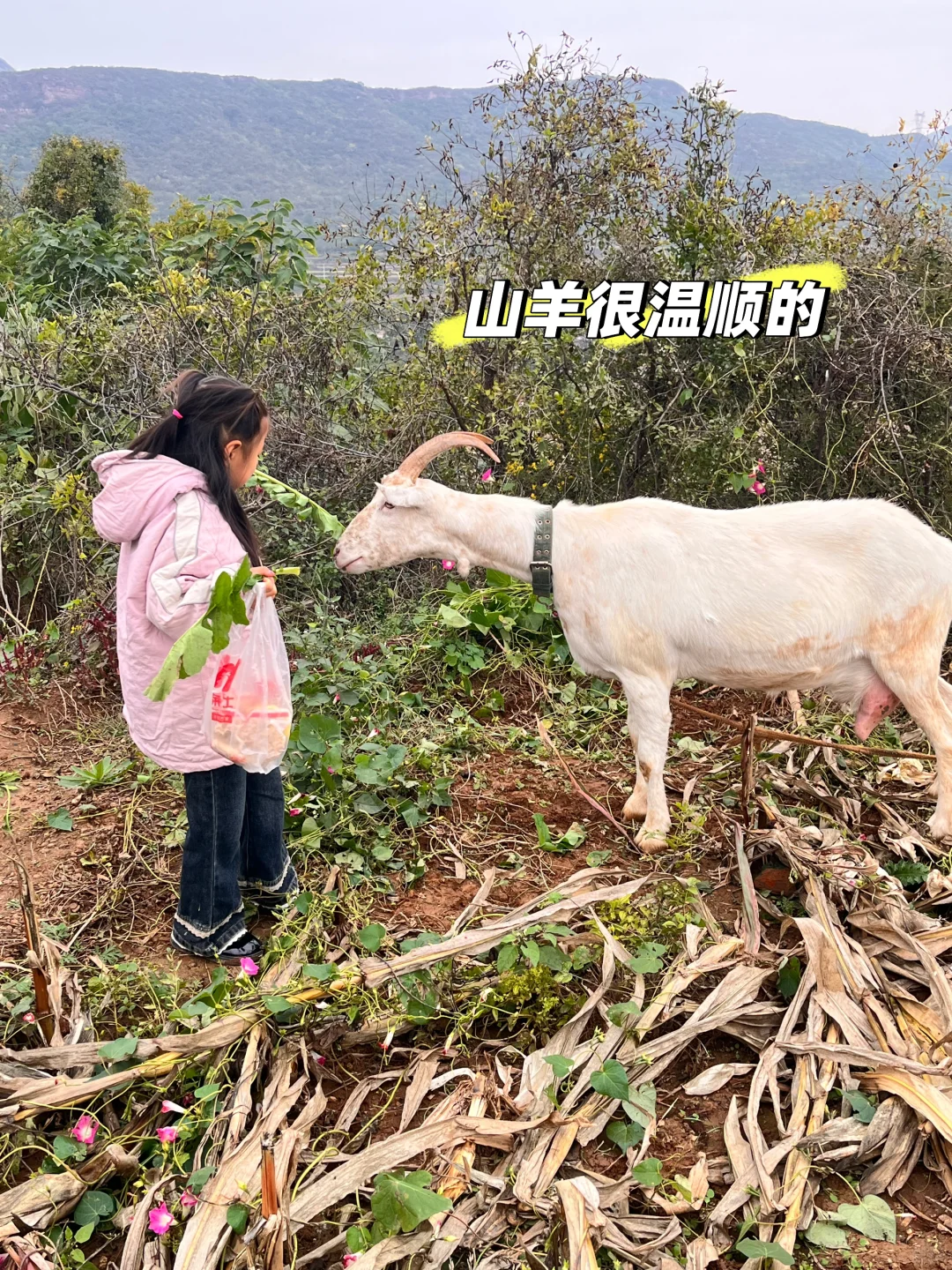 石家庄周末|山里|吸氧|采摘|遛娃