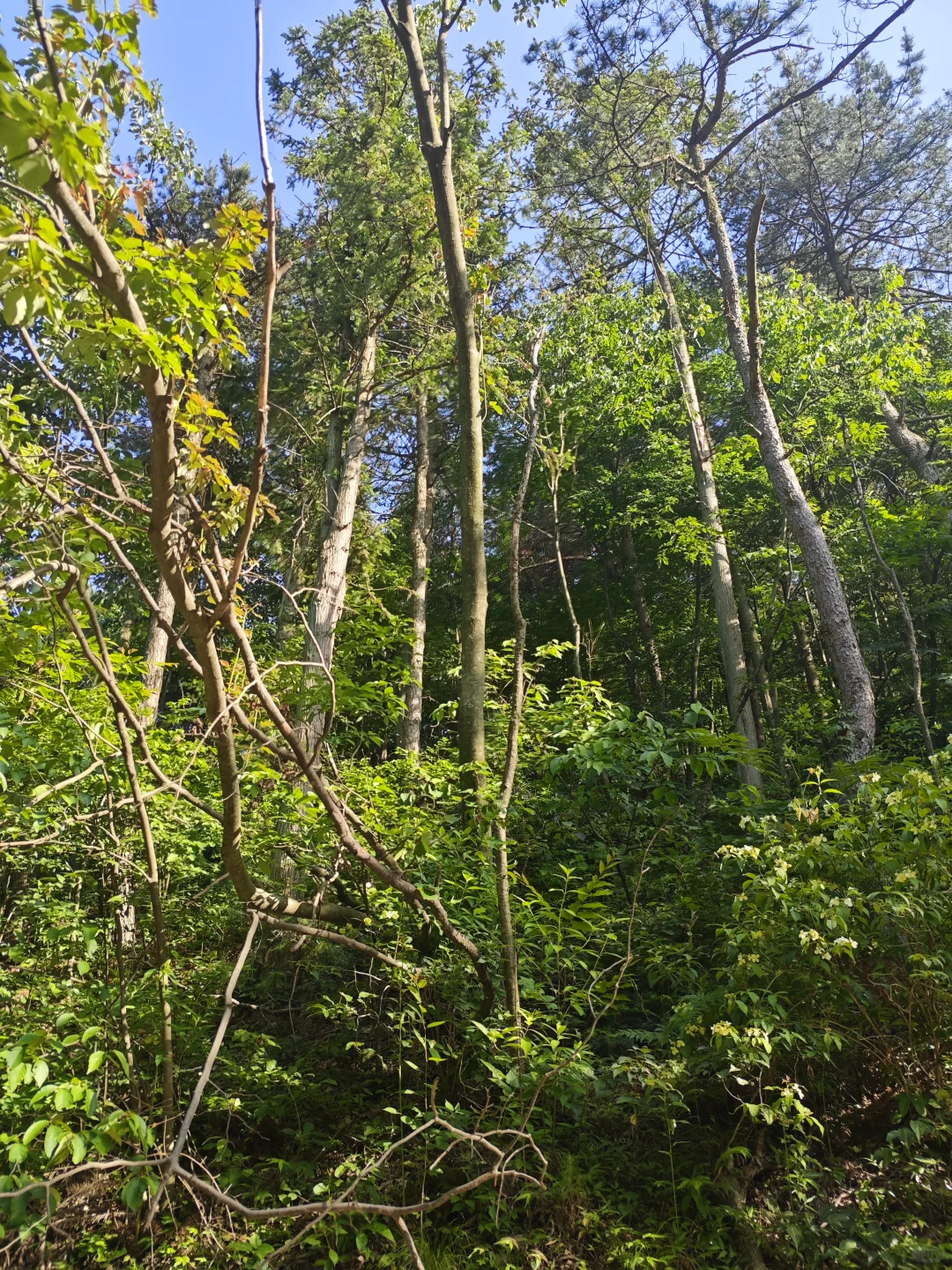 林业真不是人干的